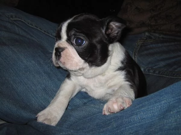 cuccioli di boston terrier