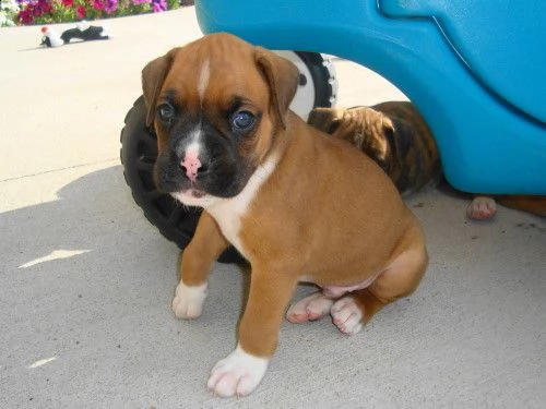 cuccioli di boxer