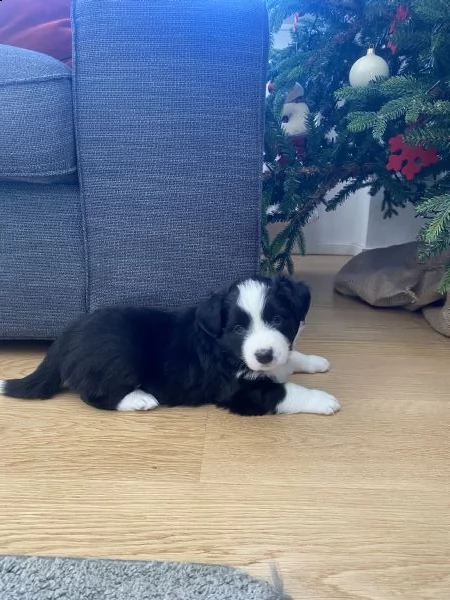 cuccioli di border collie | Foto 4