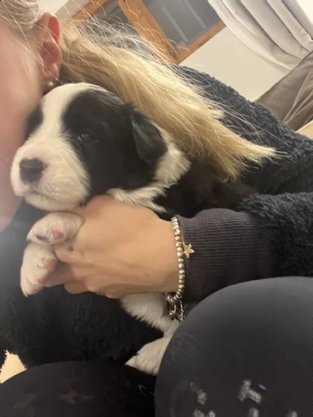 cuccioli di border collie | Foto 3