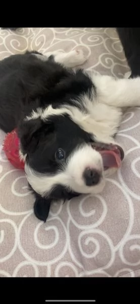 cuccioli di border collie | Foto 1