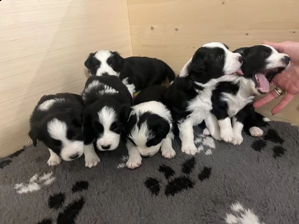 cuccioli di border collie