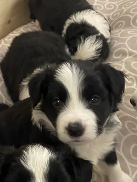 cuccioli di border collie | Foto 0