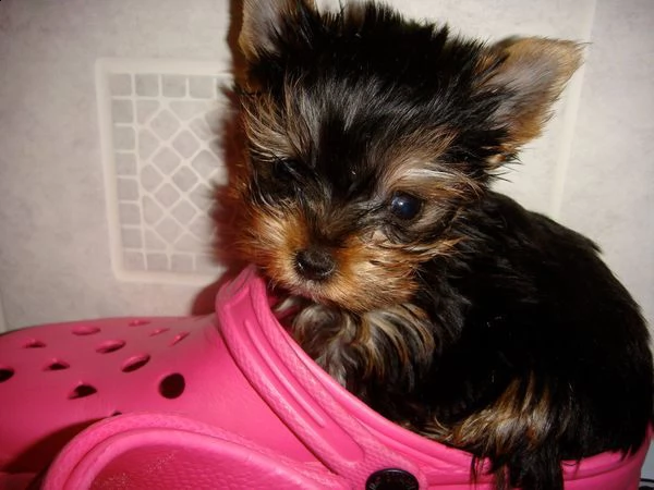 BAAROO Borsa per il pranzo Ritratto di un Yorkshire Terrier in miniatura Yorkie Foto Tote Bag Lunch Boxes Riutilizzabile Borsa termica termica Pasto B