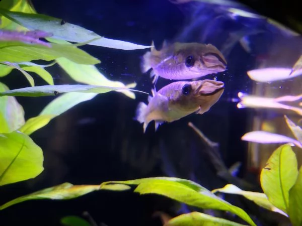 pesce tropicale | Foto 0