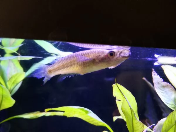 pesce tropicale