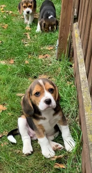 i cuccioli di beagle cercano una casa amorevole | Foto 5