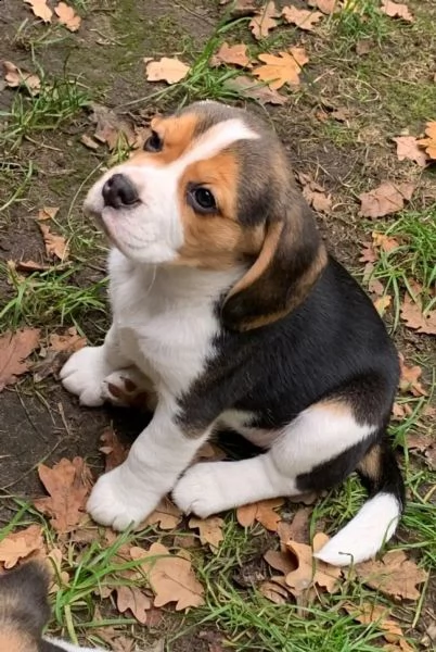 i cuccioli di beagle cercano una casa amorevole | Foto 4