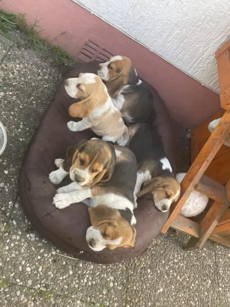 i cuccioli di beagle cercano una casa amorevole | Foto 1