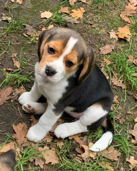 i cuccioli di beagle cercano una casa amorevole | Foto 0