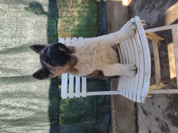 cuccioli akita americano | Foto 0