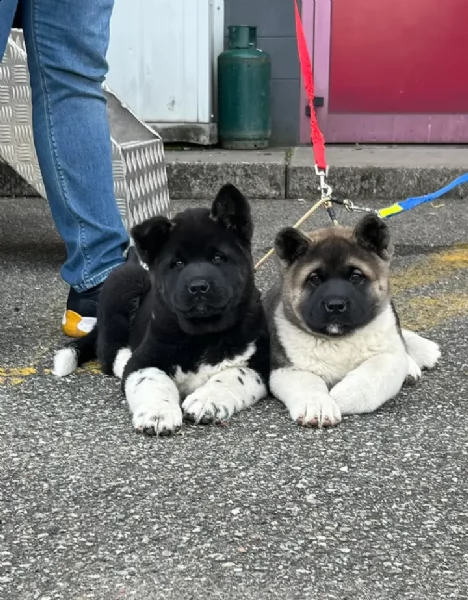 cuccioli akita americano
