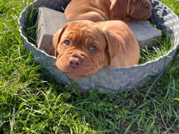 cuccioli di dogue de bordeaux | Foto 6