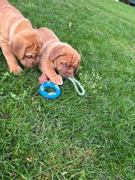 cuccioli di dogue de bordeaux | Foto 5