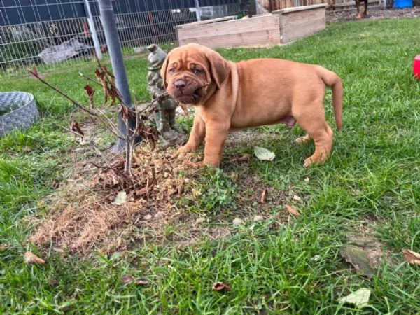 cuccioli di dogue de bordeaux | Foto 4