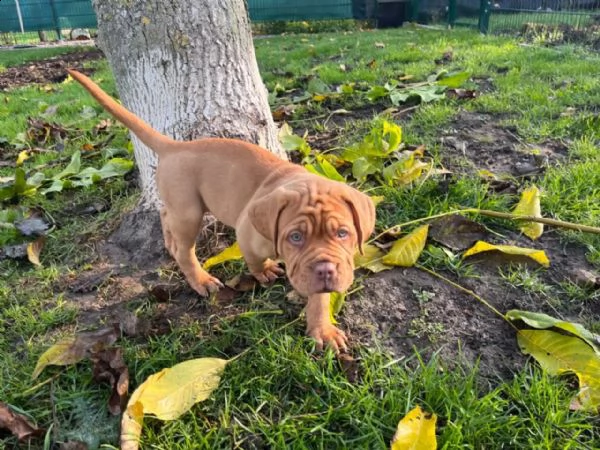 cuccioli di dogue de bordeaux