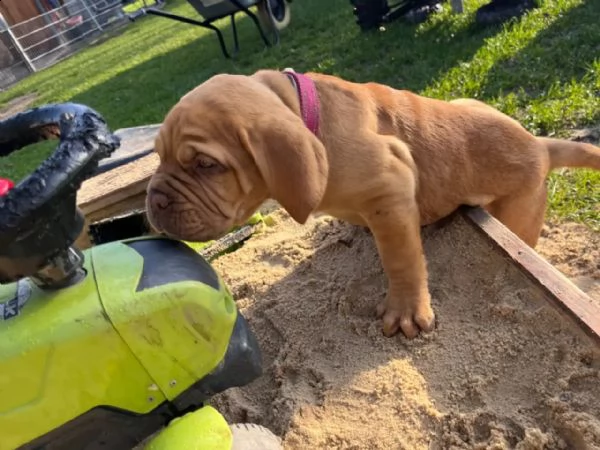 cuccioli di dogue de bordeaux | Foto 1