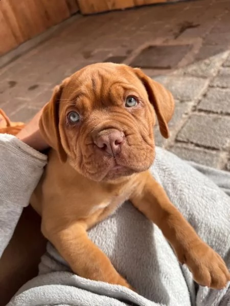 cuccioli di dogue de bordeaux | Foto 0