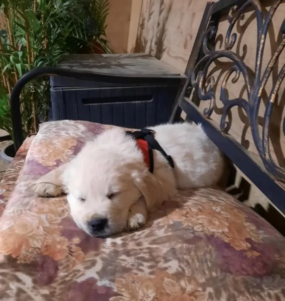 cuccioli di razza golden retriever | Foto 5