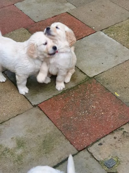 cuccioli di razza golden retriever | Foto 0