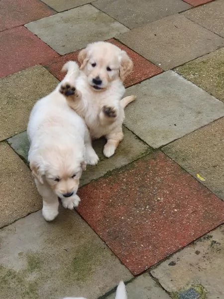 cuccioli di razza golden retriever