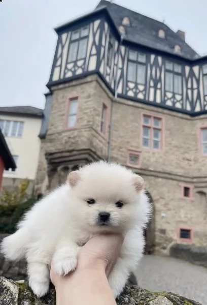 cuccioli di pomerania | Foto 2