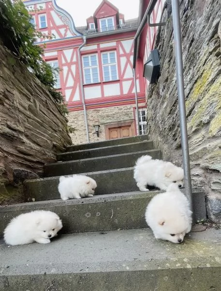 cuccioli di pomerania | Foto 1