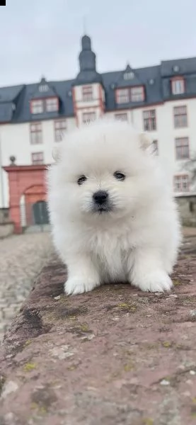 cuccioli di pomerania | Foto 0
