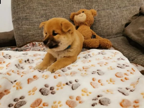 cuccioli di shiba inu pronti  | Foto 5