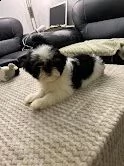 cucciolo shih tzu di razza pura | Foto 5