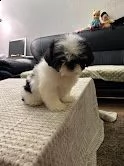 cucciolo shih tzu di razza pura | Foto 2