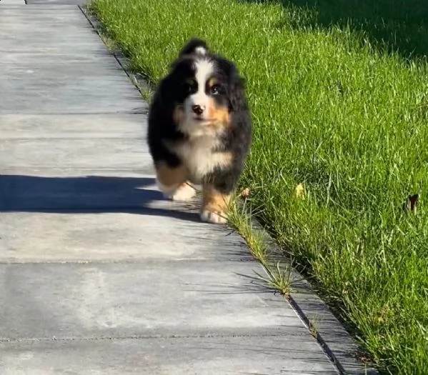 meravigliosi cuccioli di bovaro del bernese | Foto 4