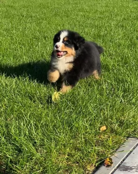 meravigliosi cuccioli di bovaro del bernese | Foto 3