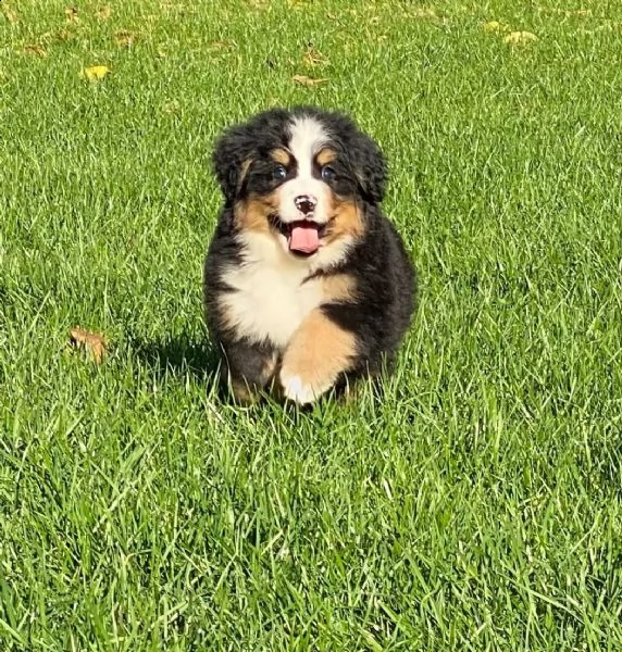 meravigliosi cuccioli di bovaro del bernese | Foto 2