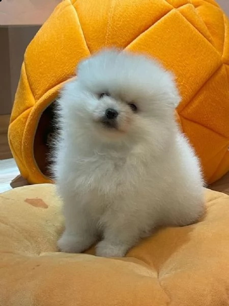 volpino di pomerania 