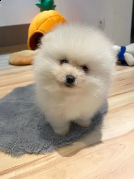 volpino di pomerania  | Foto 0