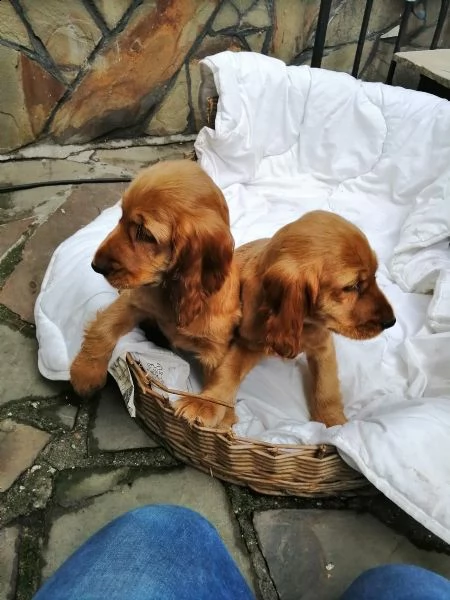 meravigliosi cuccioli di cocker spaniel inglese | Foto 5