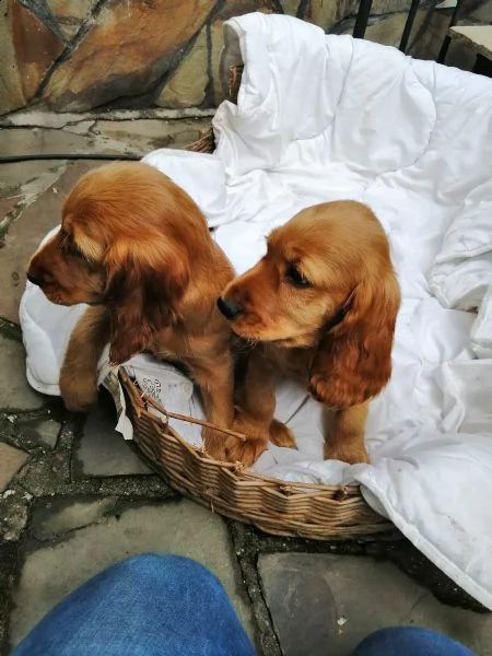 meravigliosi cuccioli di cocker spaniel inglese | Foto 4