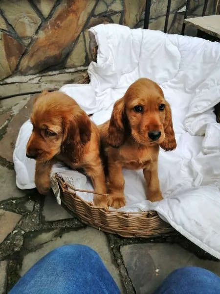 meravigliosi cuccioli di cocker spaniel inglese | Foto 2