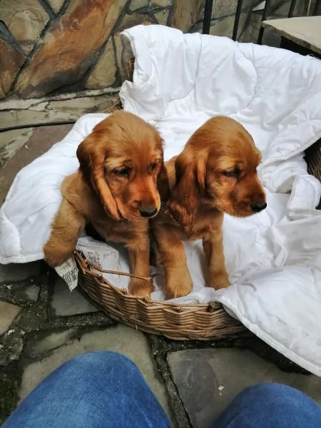 meravigliosi cuccioli di cocker spaniel inglese