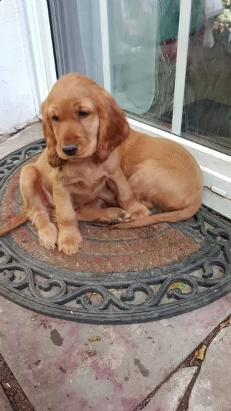 meravigliosi cuccioli di cocker spaniel inglese | Foto 0