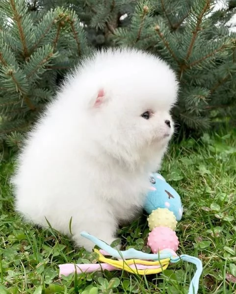 cuccioli di pomerania per una casa da sogno | Foto 4