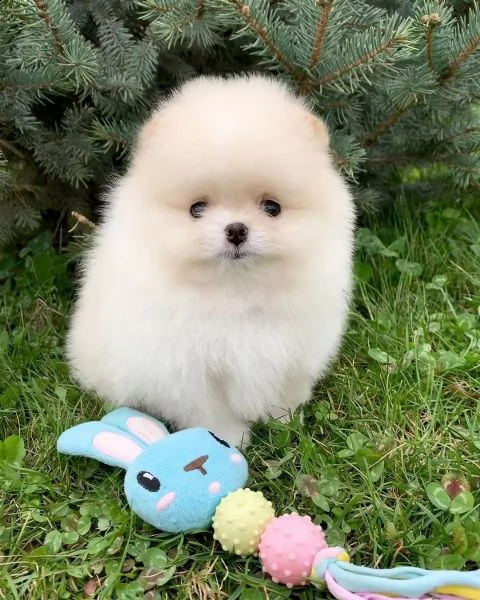 cuccioli di pomerania per una casa da sogno | Foto 3