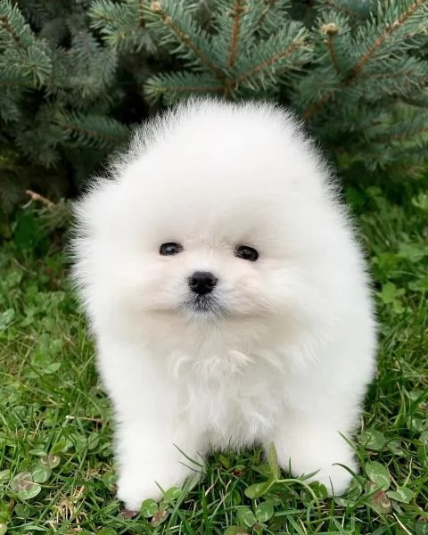 cuccioli di pomerania per una casa da sogno | Foto 2