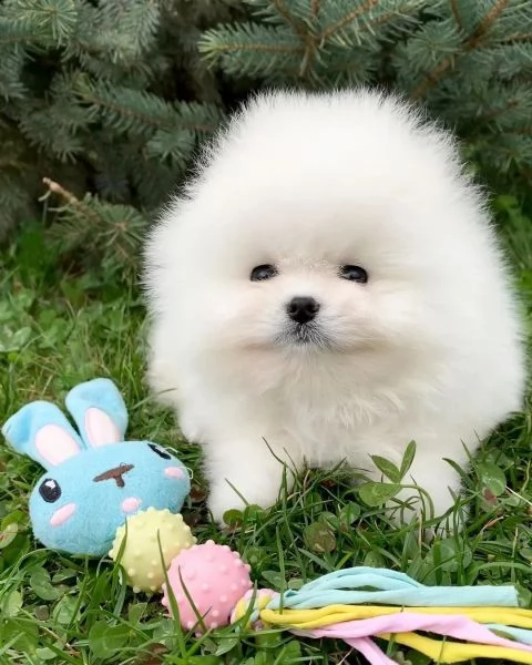 cuccioli di pomerania per una casa da sogno | Foto 1