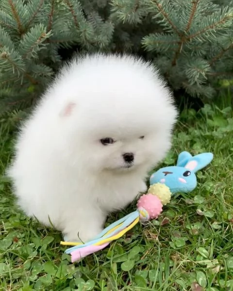 cuccioli di pomerania per una casa da sogno