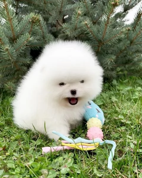cuccioli di pomerania per una casa da sogno | Foto 0
