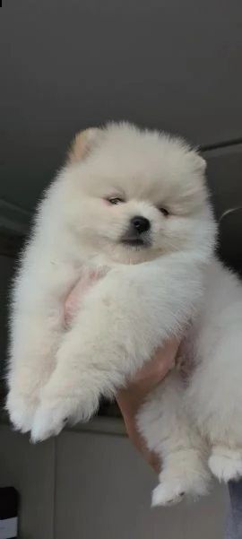 volpini di pomerania con pedigree | Foto 3