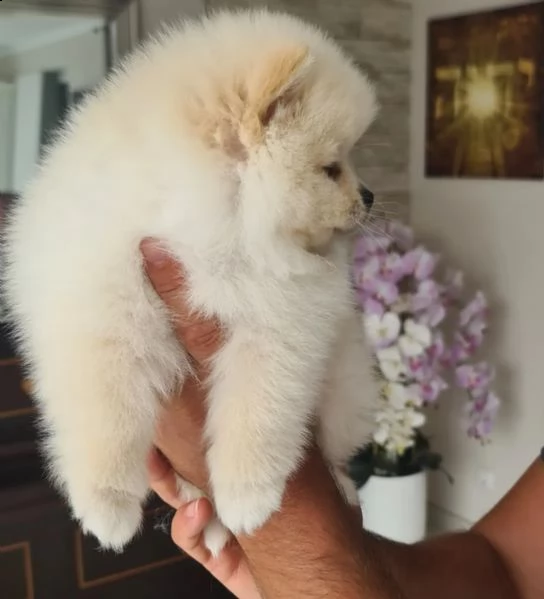 volpini di pomerania con pedigree | Foto 2