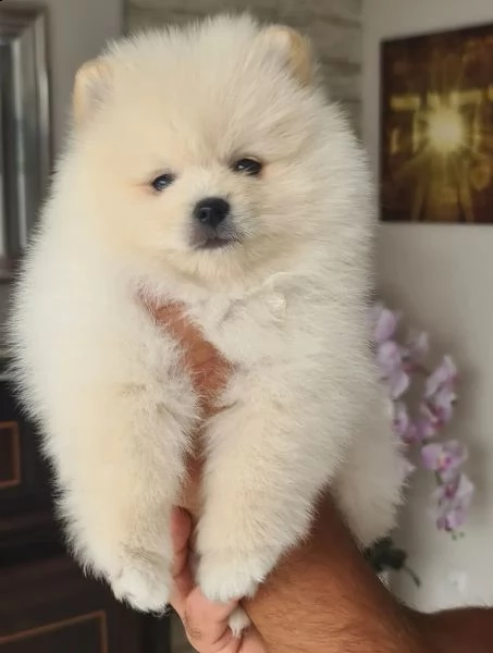 volpini di pomerania con pedigree | Foto 1